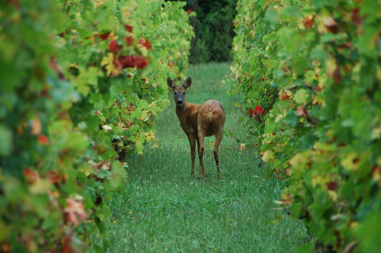 Chateau Ysard Camblanes-et-Meynac エクステリア 写真